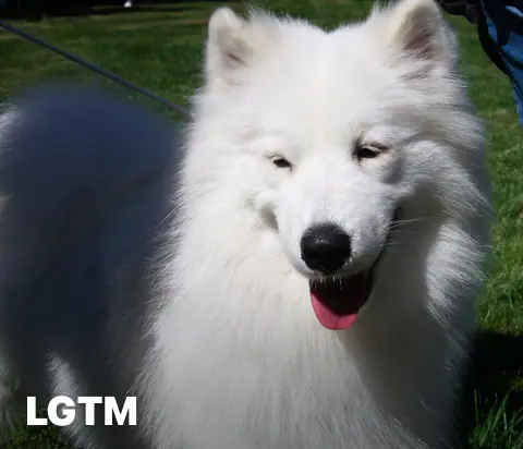 Samoyed LGTM