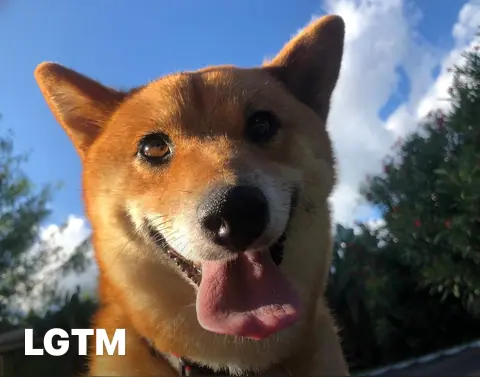 Shiba Inu LGTM