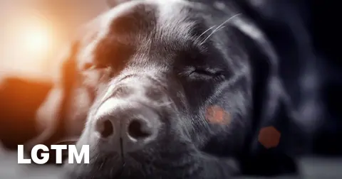Tired Dog LGTM