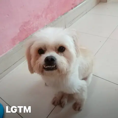 White Poodle LGTM